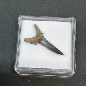 Hajtand Forstenet Fossil Fra Nordsøen