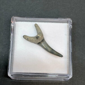 Hajtand Forstenet Fossil Fra Nordsøen