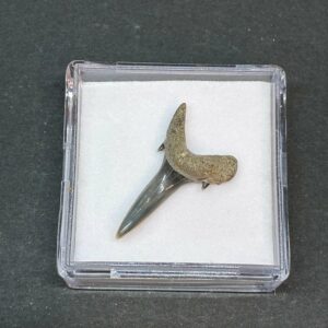 Hajtand Forstenet Fossil Fra Nordsøen