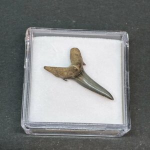 Hajtand Forstenet Fossil Fra Nordsøen