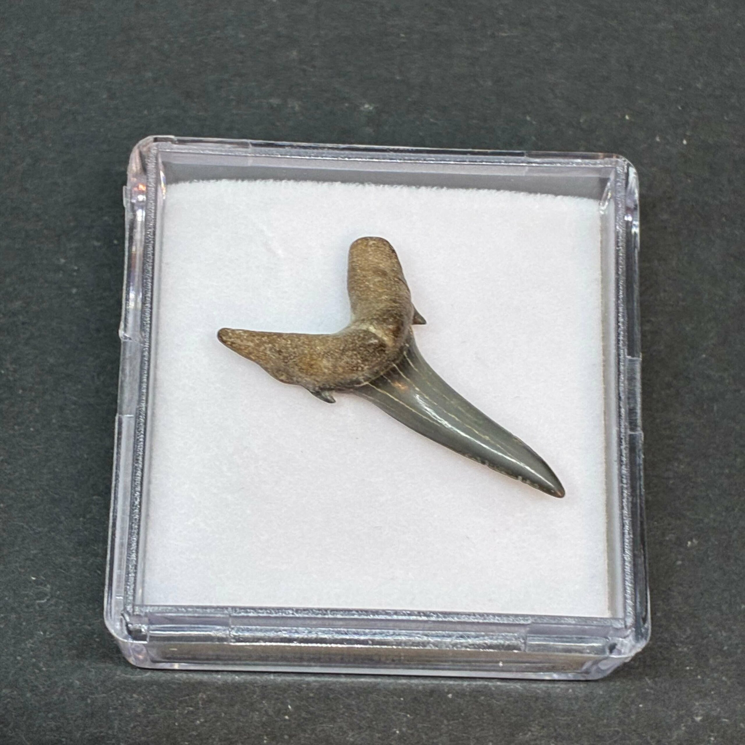 Hajtand Forstenet Fossil Fra Nordsøen