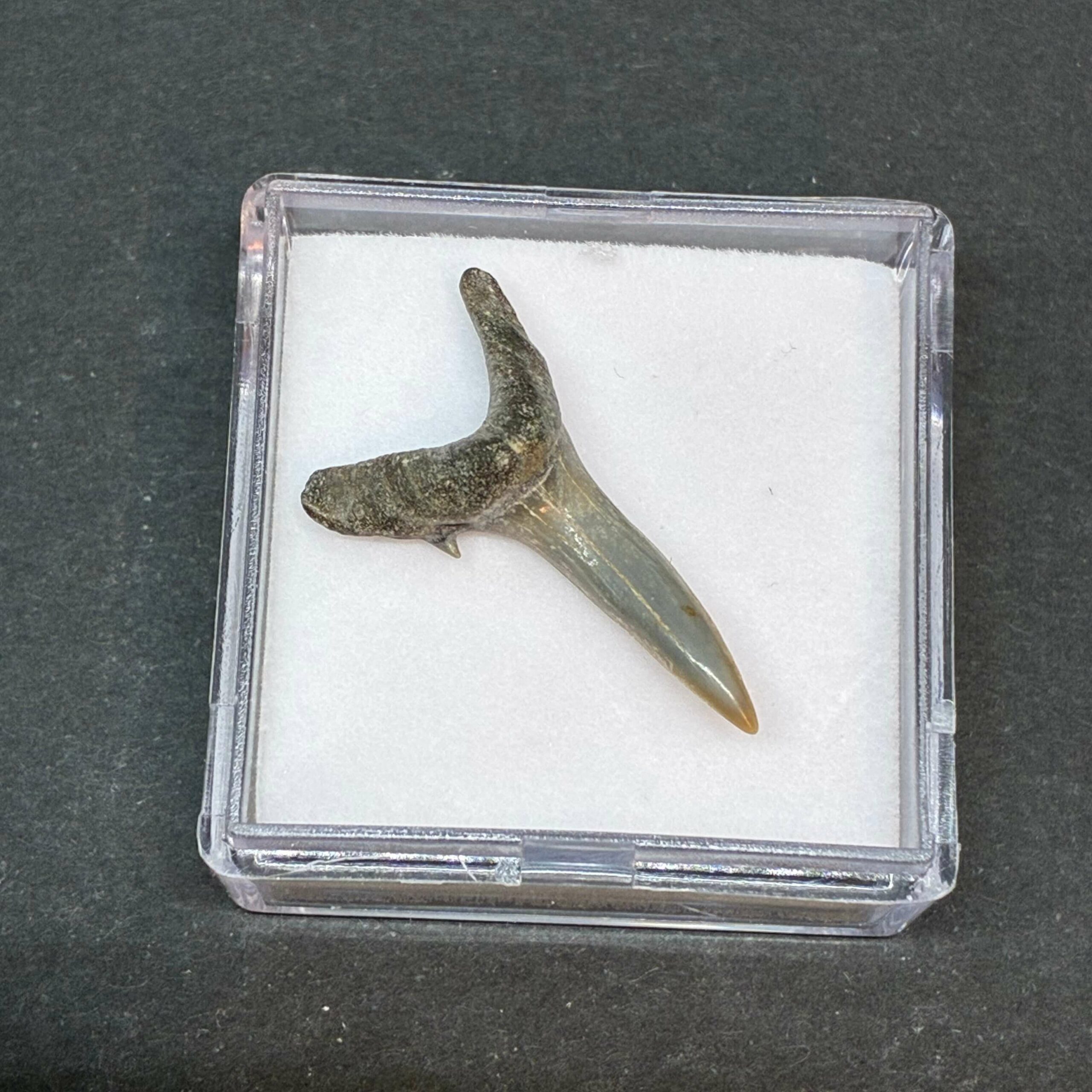 Hajtand Forstenet Fossil Fra Nordsøen