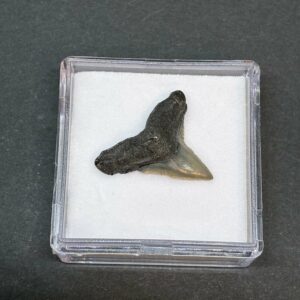 Hajtand Forstenet Fossil Fra Nordsøen