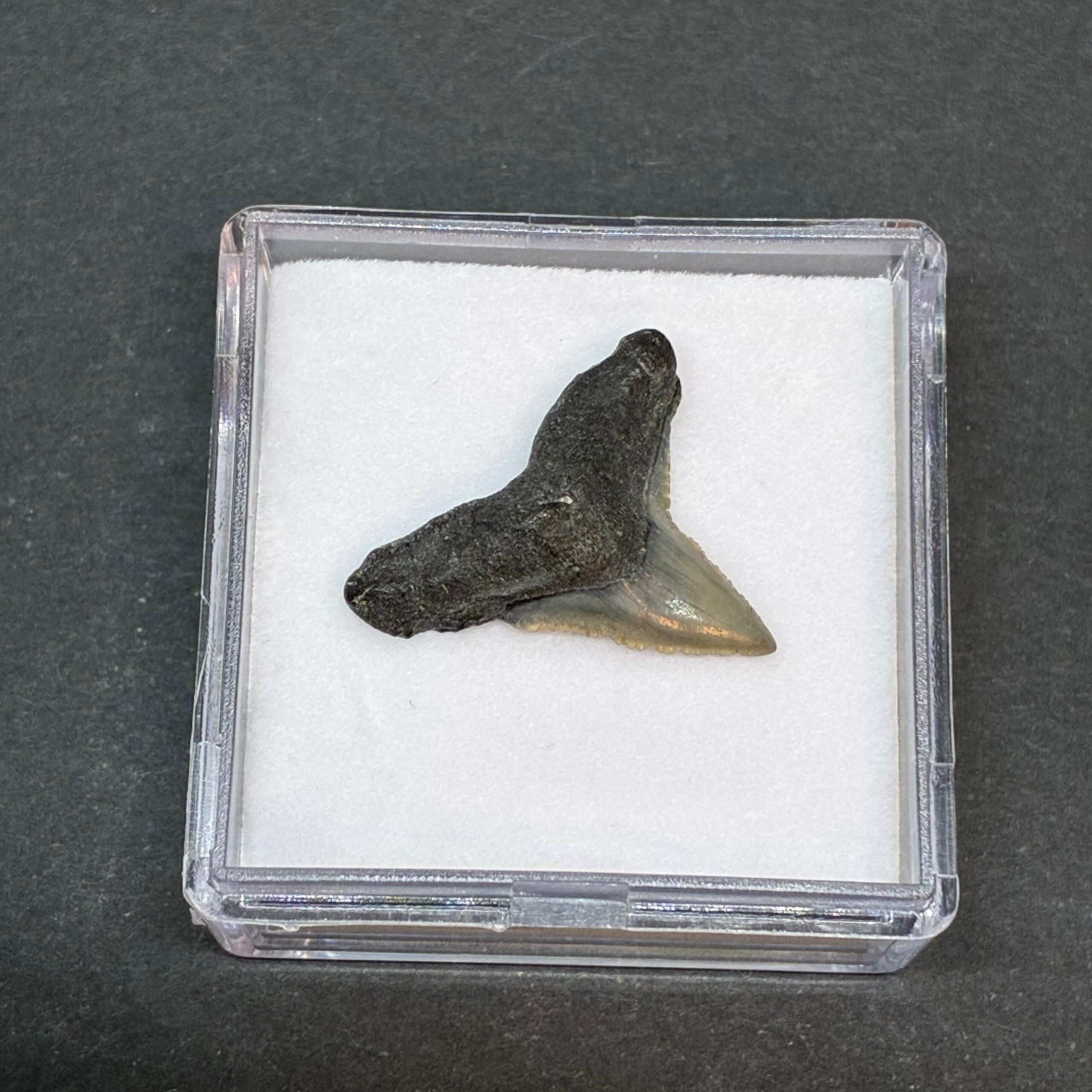 Hajtand Forstenet Fossil Fra Nordsøen