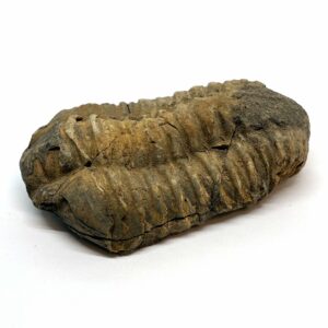 Trilobit Fossil