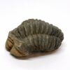 Trilobit Fossil
