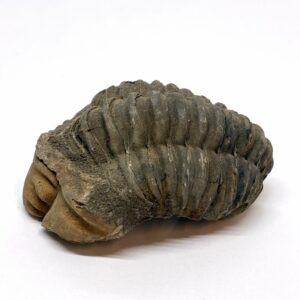 Trilobit Fossil
