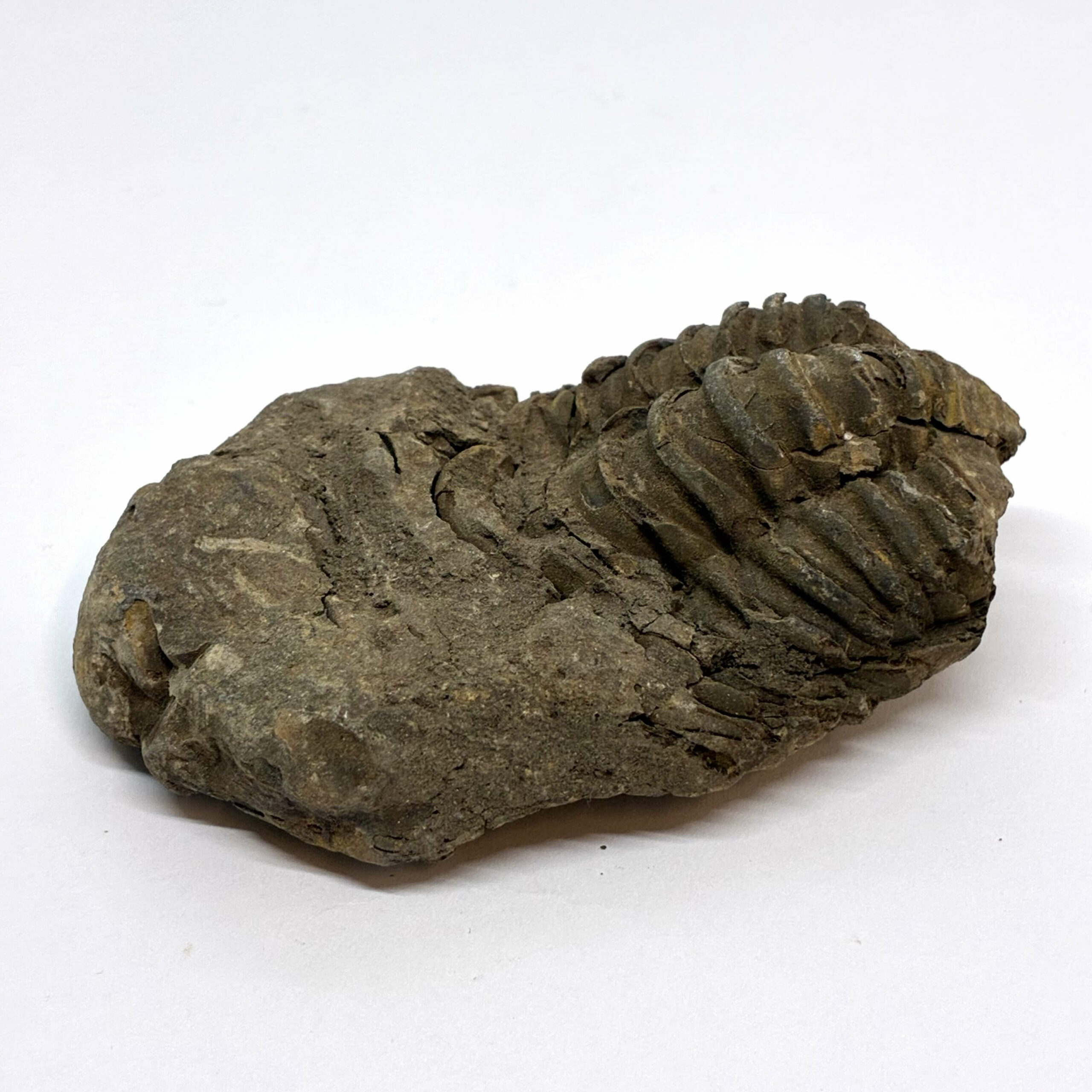 Trilobit Fossil
