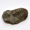 Trilobit Fossil