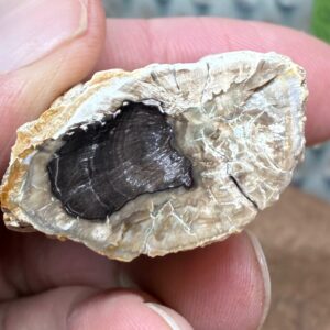 Forstenet Træ "Gren" Fossil