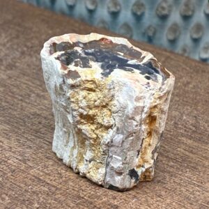 Forstenet Træ "Gren" Fossil