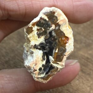 Forstenet Træ "Gren" Fossil