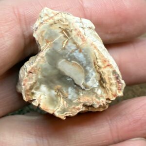 Forstenet Træ "Gren" Fossil