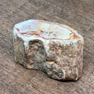 Forstenet Træ "Gren" Fossil