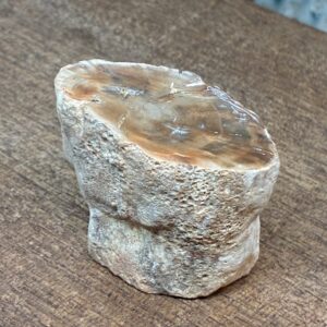 Forstenet Træ "Gren" Fossil