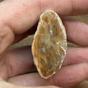 Forstenet Træ "Gren" Fossil