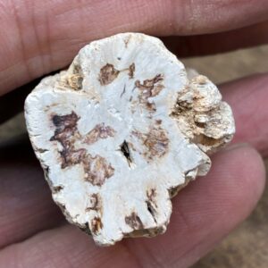 Forstenet Træ "Gren" Fossil