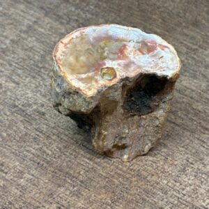 Forstenet Træ "Gren" Fossil