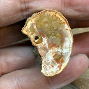 Forstenet Træ "Gren" Fossil