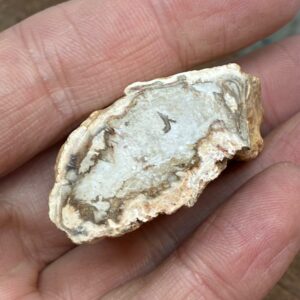 Forstenet Træ "Gren" Fossil