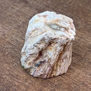 Forstenet Træ "Gren" Fossil