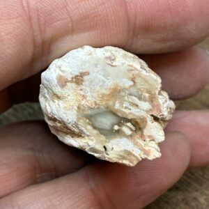 Forstenet Træ "Gren" Fossil