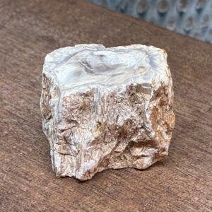 Forstenet Træ "Gren" Fossil