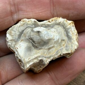 Forstenet Træ "Gren" Fossil