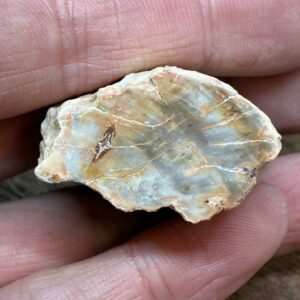 Forstenet Træ "Gren" Fossil