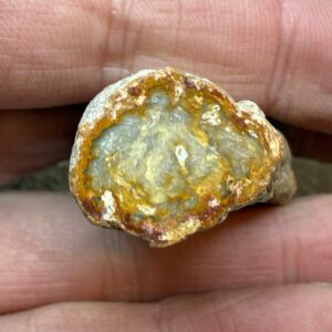 Forstenet Træ "Gren" Fossil