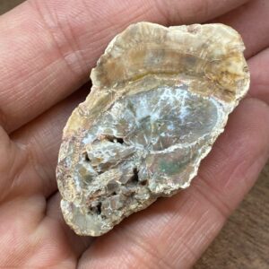 Forstenet Træ "Gren" Fossil