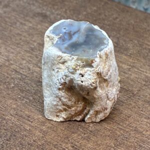 Forstenet Træ "Gren" Fossil