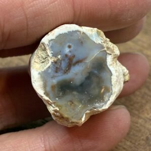 Forstenet Træ "Gren" Fossil