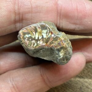 Forstenet Træ "Gren" Fossil