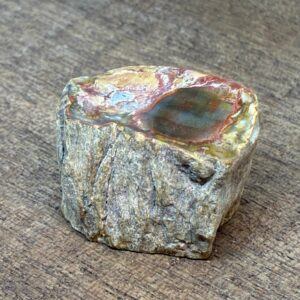 Forstenet Træ "Gren" Fossil