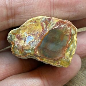 Forstenet Træ "Gren" Fossil