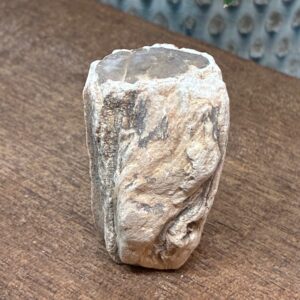 Forstenet Træ "Gren" Fossil