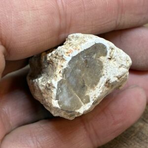 Forstenet Træ "Gren" Fossil