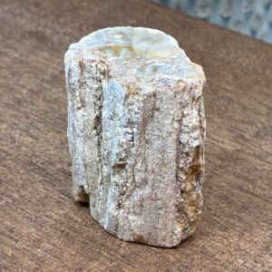 Forstenet Træ "Gren" Fossil