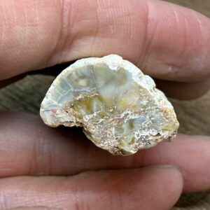 Forstenet Træ "Gren" Fossil