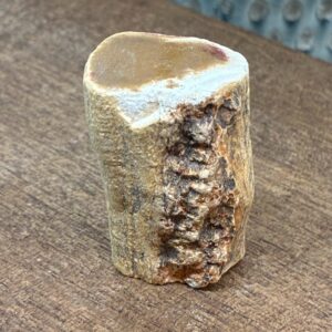 Forstenet Træ "Gren" Fossil