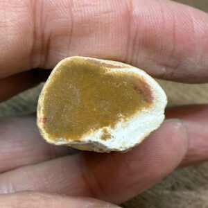 Forstenet Træ "Gren" Fossil