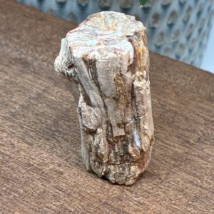 Forstenet Træ "Gren" Fossil