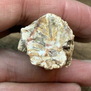 Forstenet Træ "Gren" Fossil