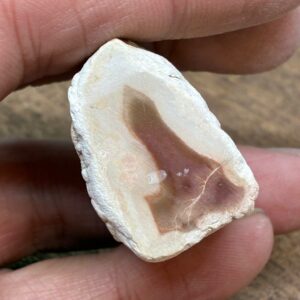 Forstenet Træ "Gren" Fossil