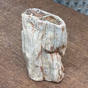 Forstenet Træ "Gren" Fossil