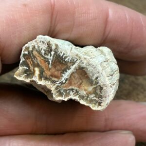 Forstenet Træ "Gren" Fossil