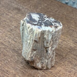 Forstenet Træ "Gren" Fossil