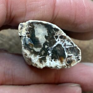 Forstenet Træ "Gren" Fossil