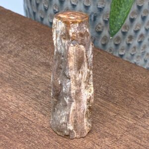 Forstenet Træ "Gren" Fossil